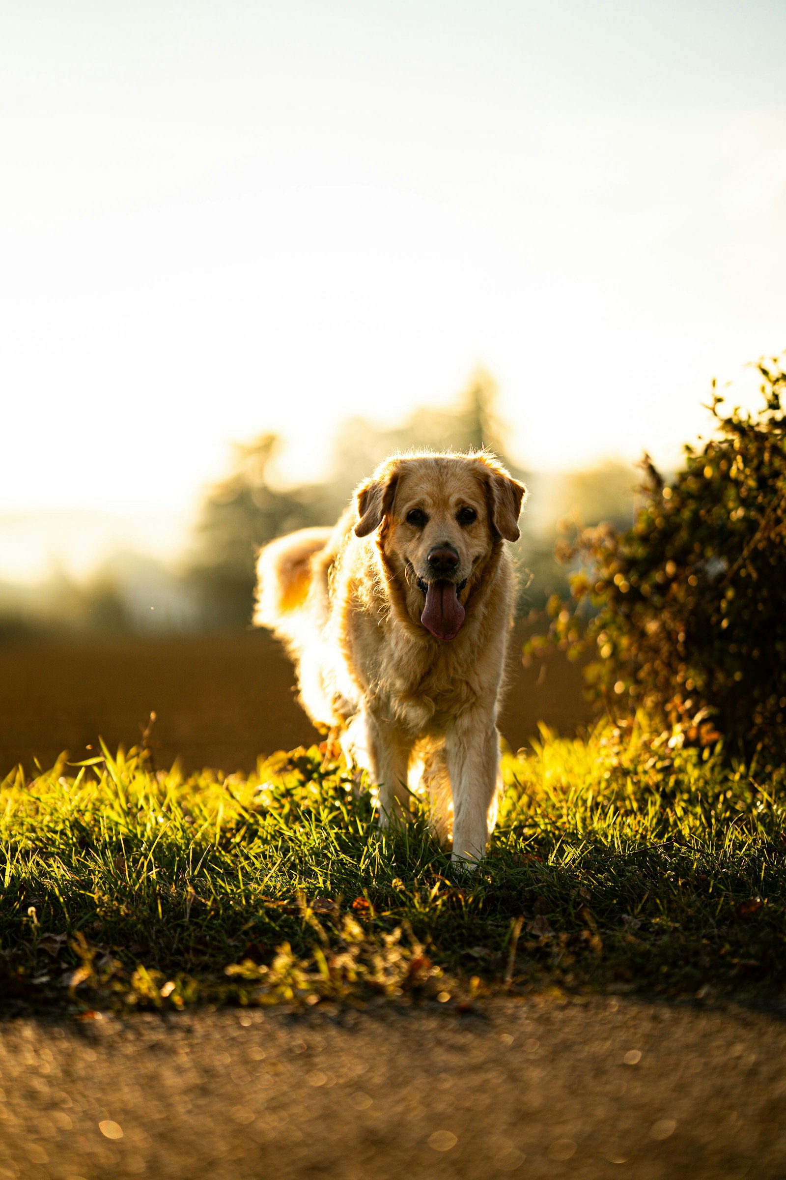 Active golden retriever representing canine mobility, recovery and healthy aging research