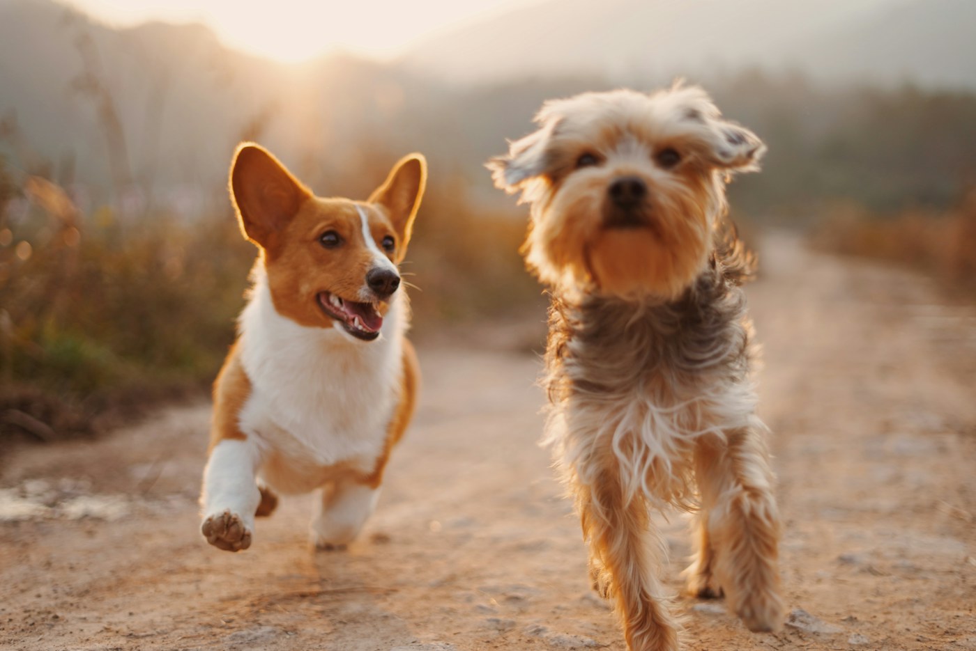 Two active dogs running outdoors representing canine mobility, energy and recovery research